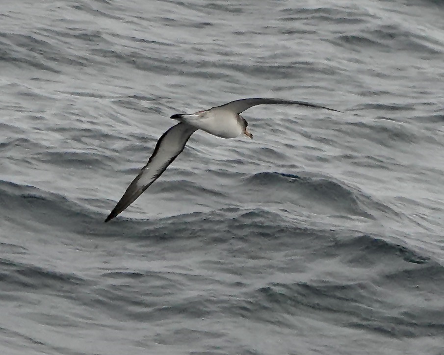 Cory's shearwater
